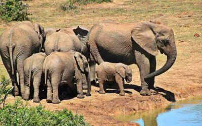 Aberdare National Park