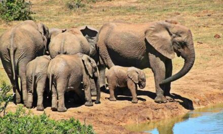 Aberdare National Park