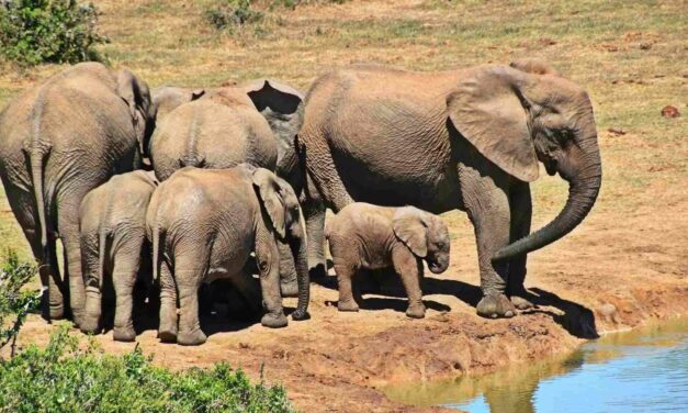 Aberdare National Park