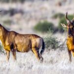 Tsavo East National Park