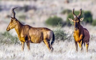 Tsavo East National Park