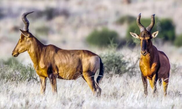 Tsavo East National Park