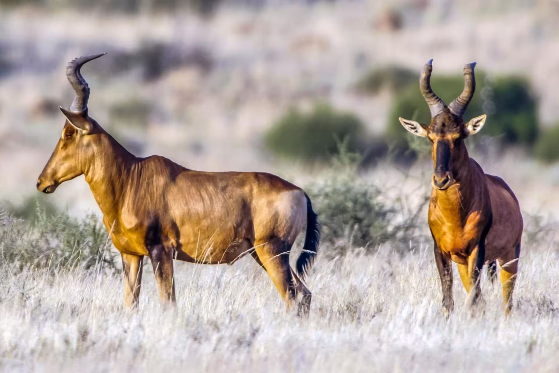 Tsavo East National Park Hartebeest