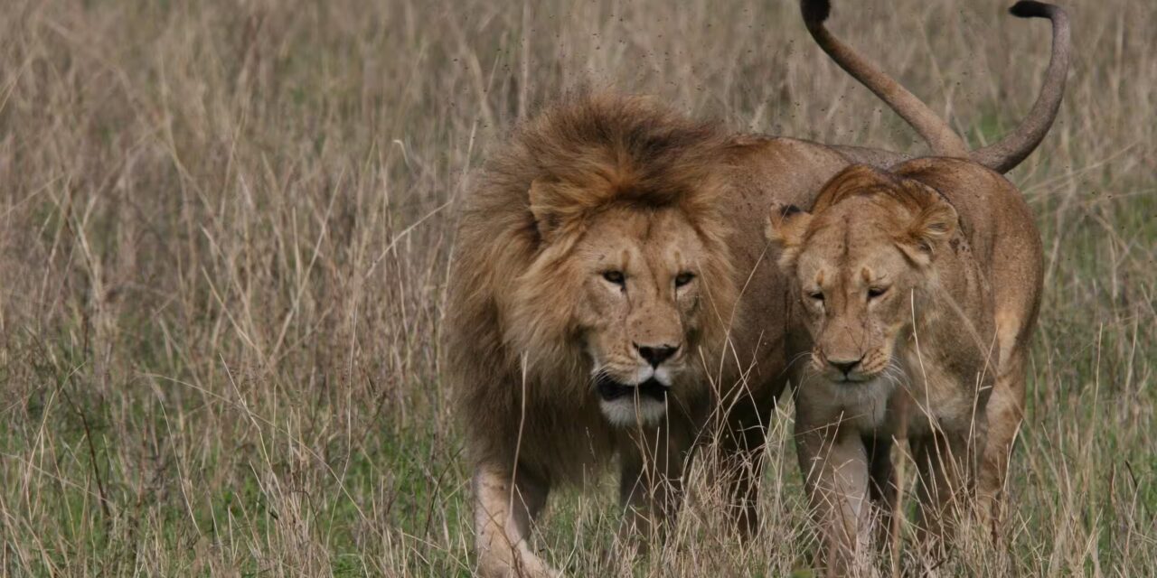 Amboseli National Park