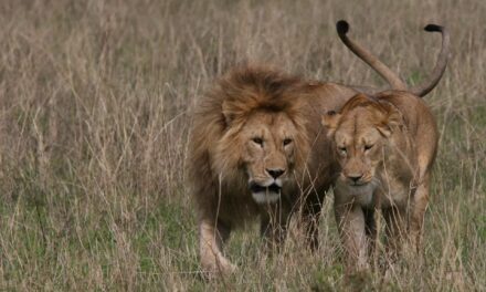 Amboseli National Park