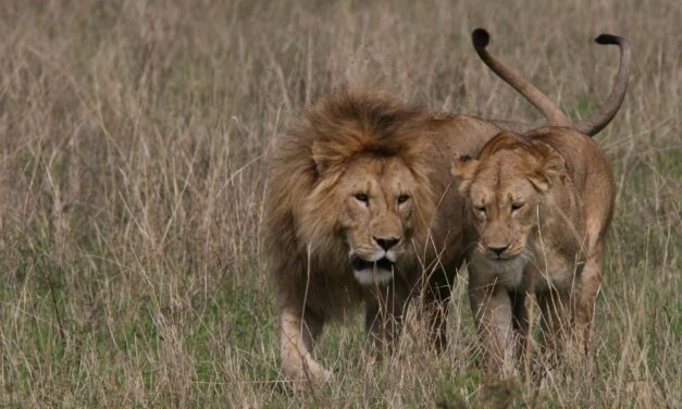 Amboseli National Park