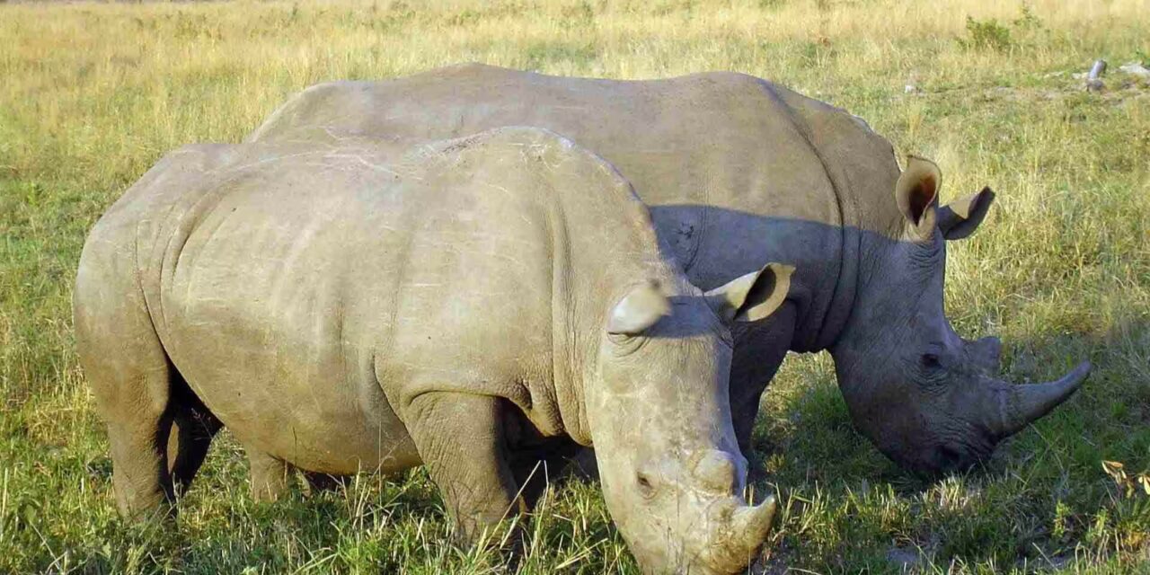 Ol Pejeta Conservancy