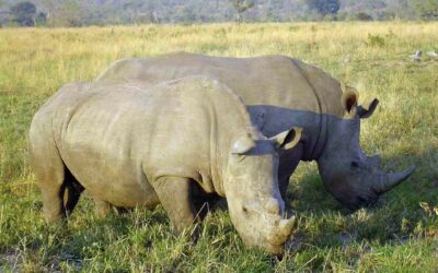 Ol Pejeta Conservancy
