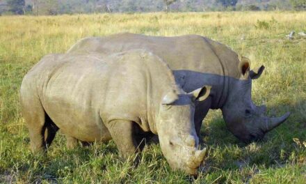 Ol Pejeta Conservancy