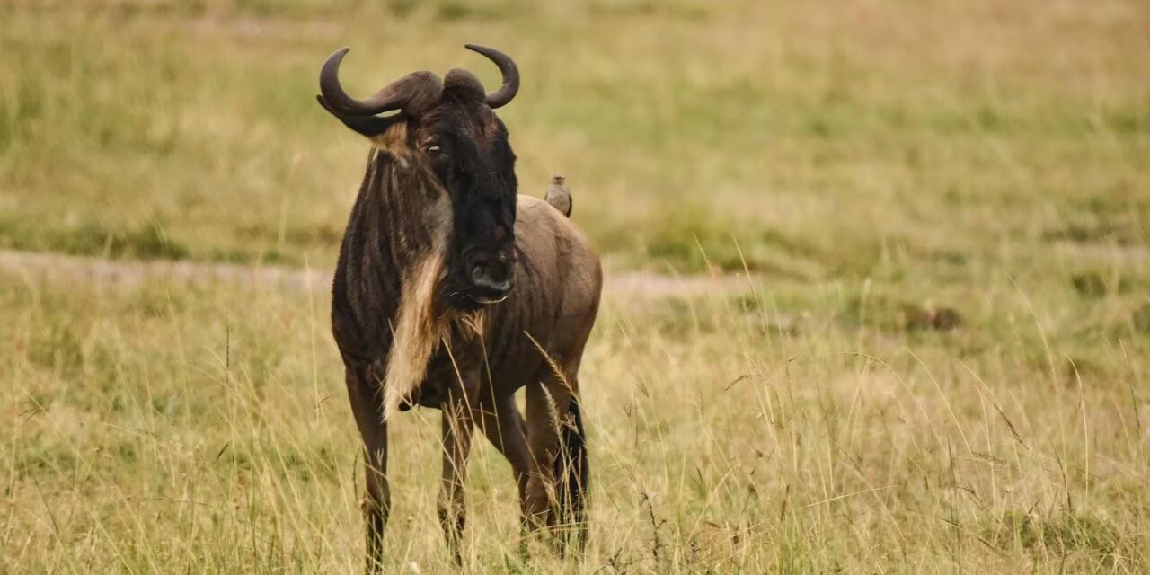 Nairobi National Park