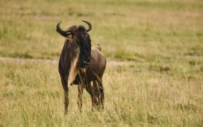 Nairobi National Park