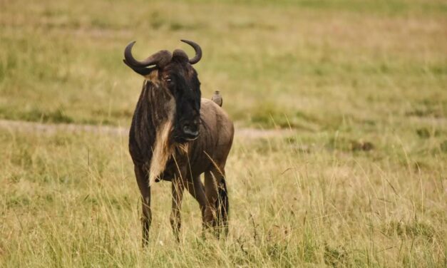Nairobi National Park