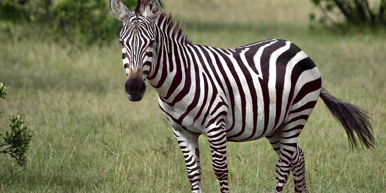 Tsavo West National Park