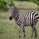 Tsavo West National Park