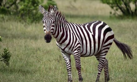 Tsavo West National Park