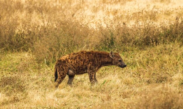 Arusha National Park