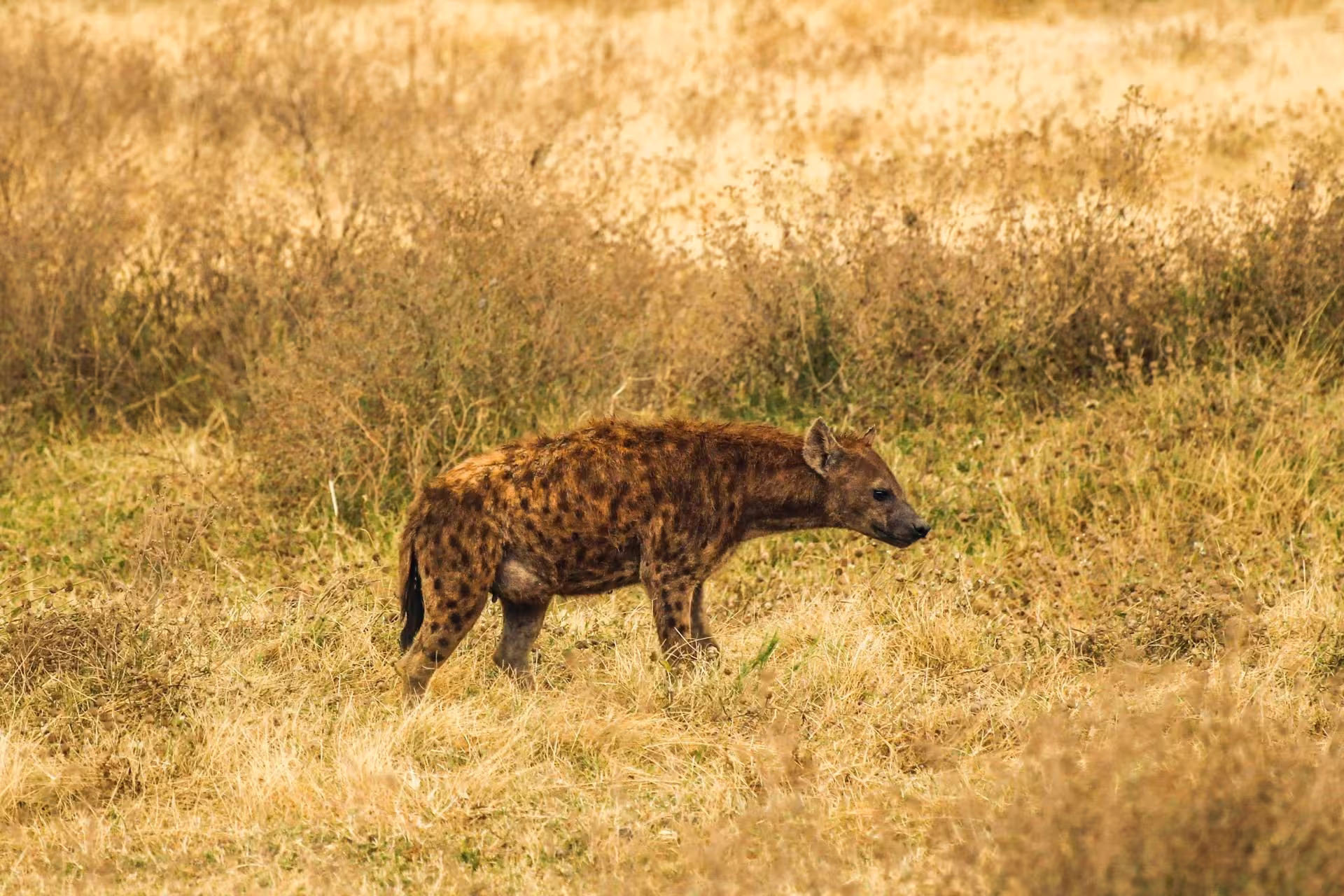 Arusha National Park