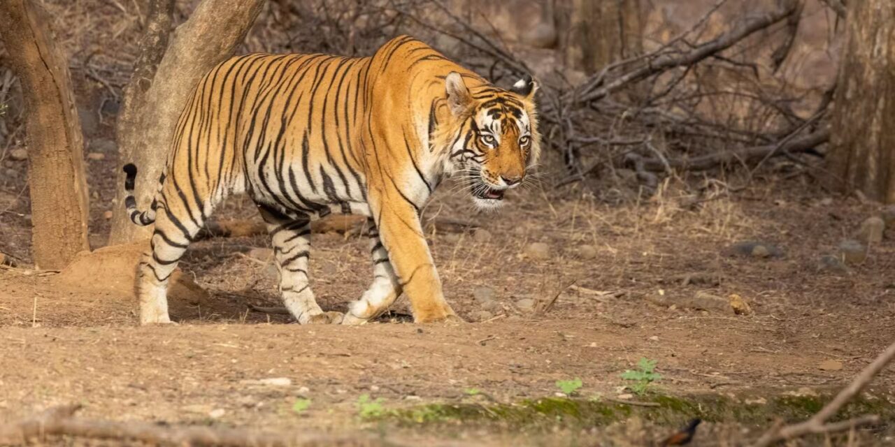 Ranthambore National Park