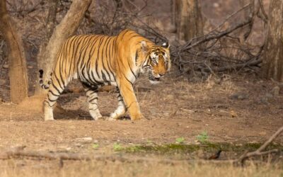 Ranthambore National Park