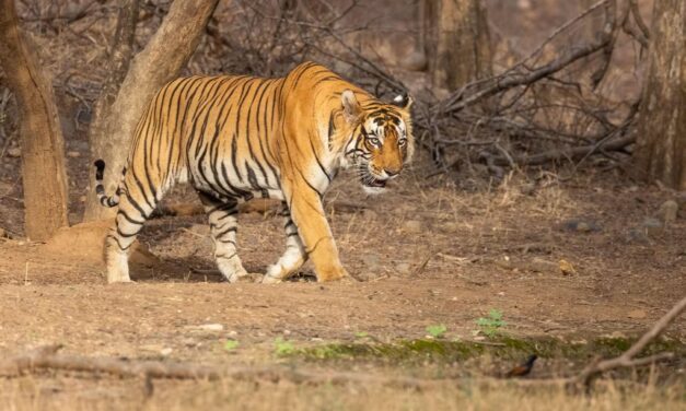 Ranthambore National Park