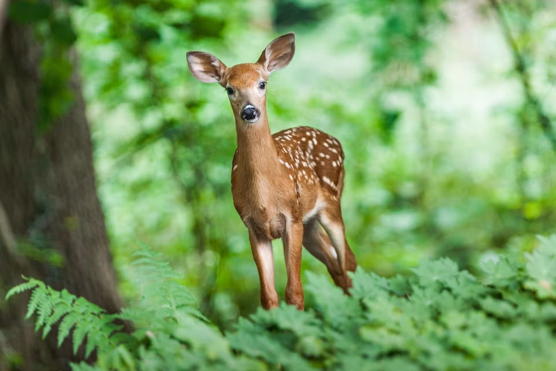 Dudhwa National Park Deer