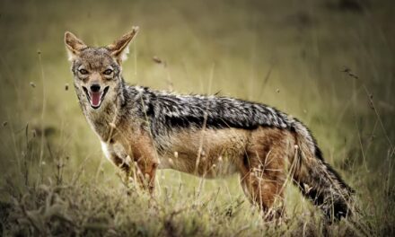 Gir National Park
