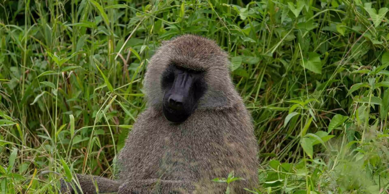Mount Kilimanjaro National Park
