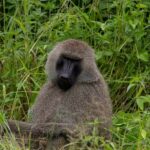 Mount Kilimanjaro National Park