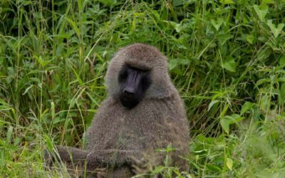 Mount Kilimanjaro National Park