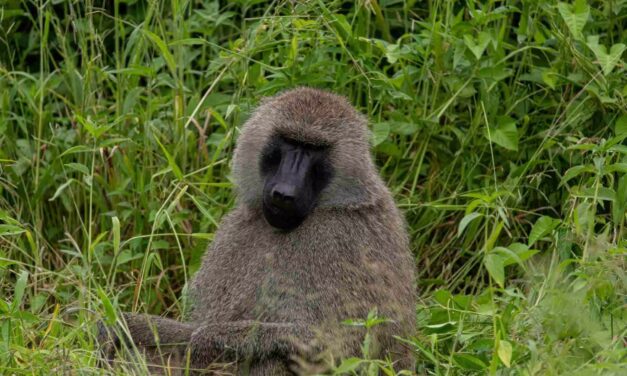 Mount Kilimanjaro National Park