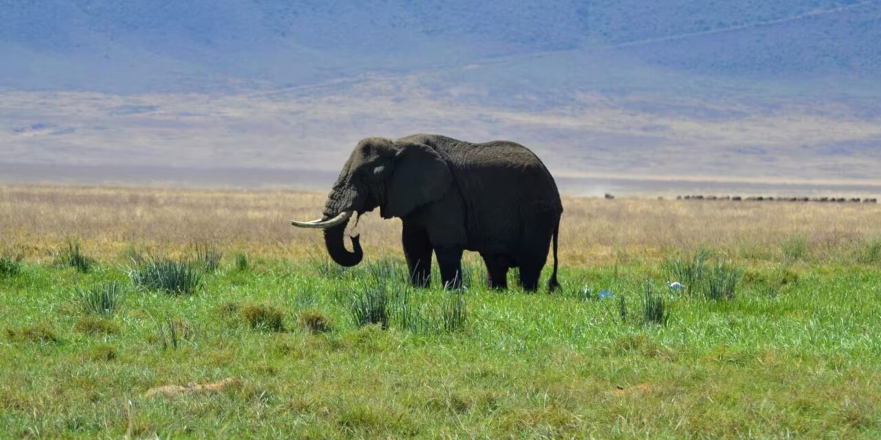 Ngorongoro Crater National Park