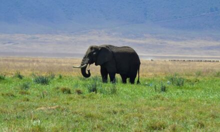 Ngorongoro Crater National Park