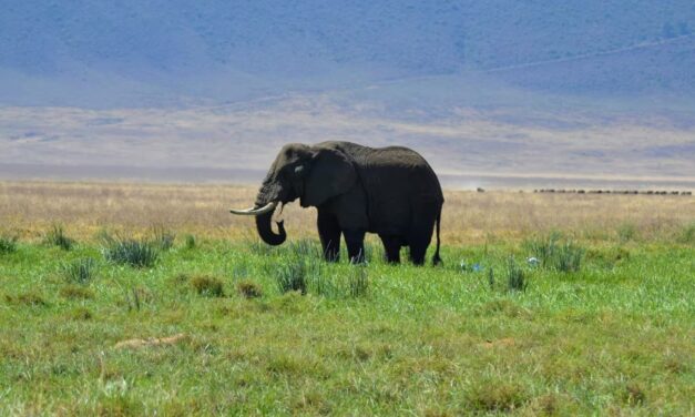 Ngorongoro Crater National Park