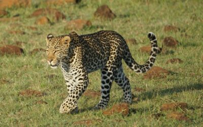 Serengeti National Park