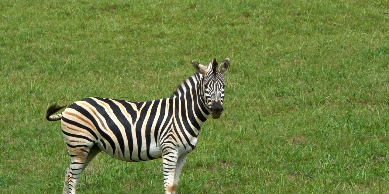 Tarangire National Park