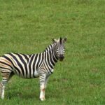 Tarangire National Park
