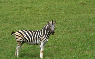 Tarangire National Park