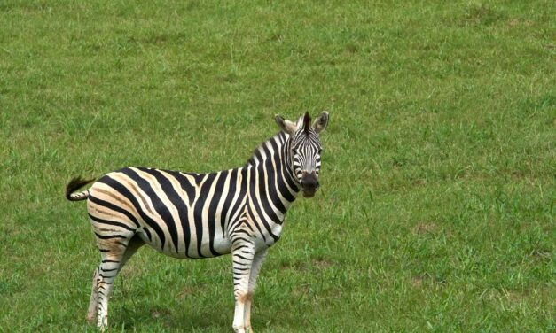 Tarangire National Park